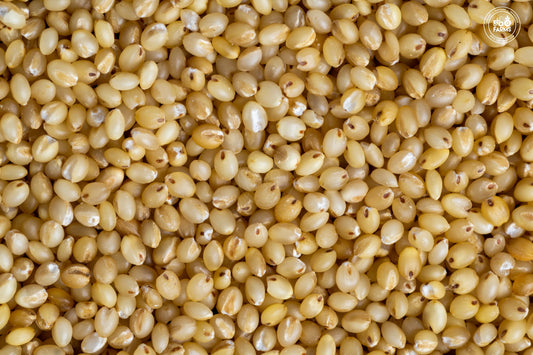 Foxtail Millet